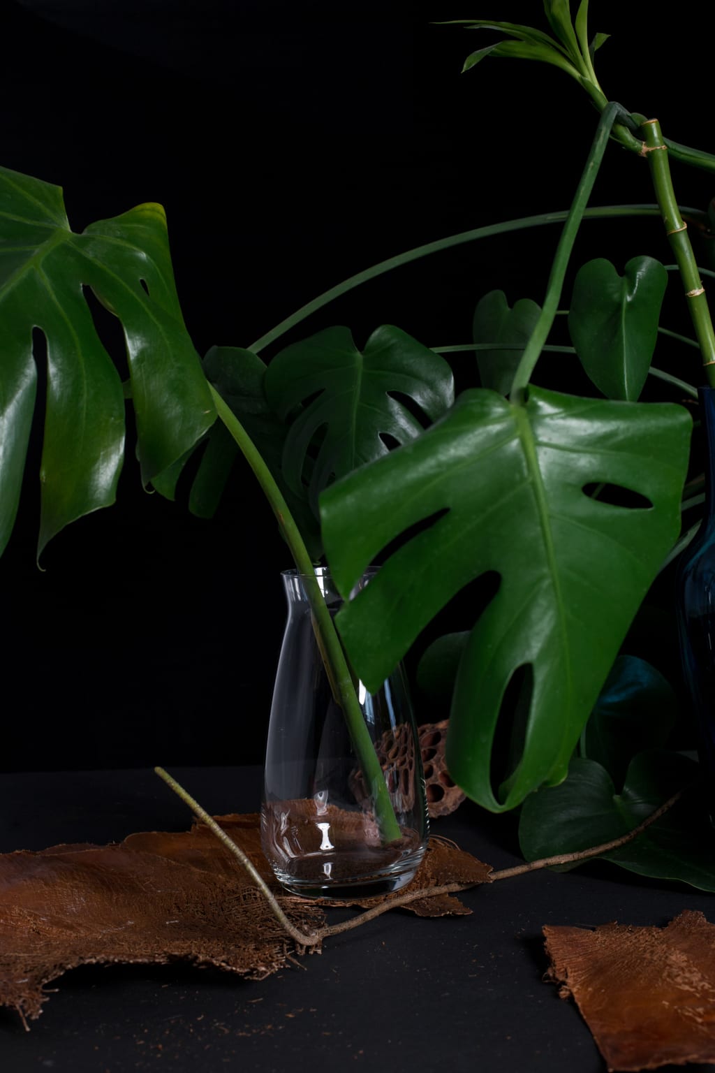 monstera dziurawa na mrocznej sesji fotografii produktowej